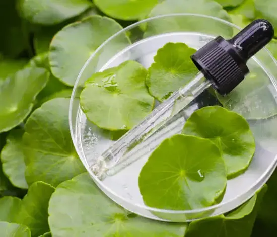 Centella Asiatica Nedir? Centella Asiatica Cilde Faydaları