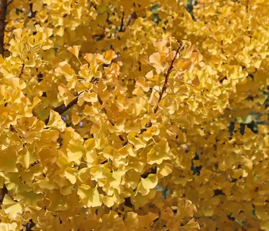 Ginkgo Biloba Nedir? Faydaları Nelerdir?