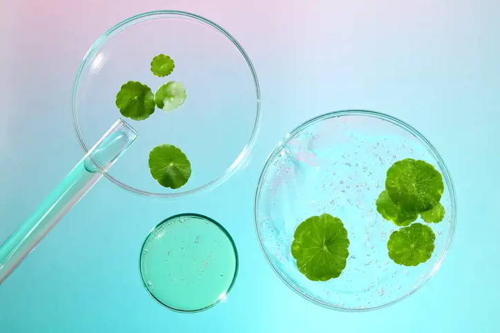 Centella Asiatica