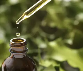 Karınca Yumurtası Yağı Ne İşe Yarar?