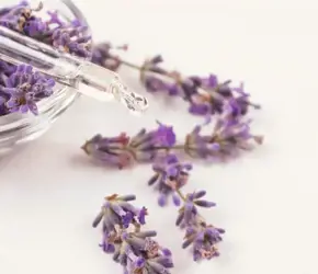 Lavanta Yağı Faydaları