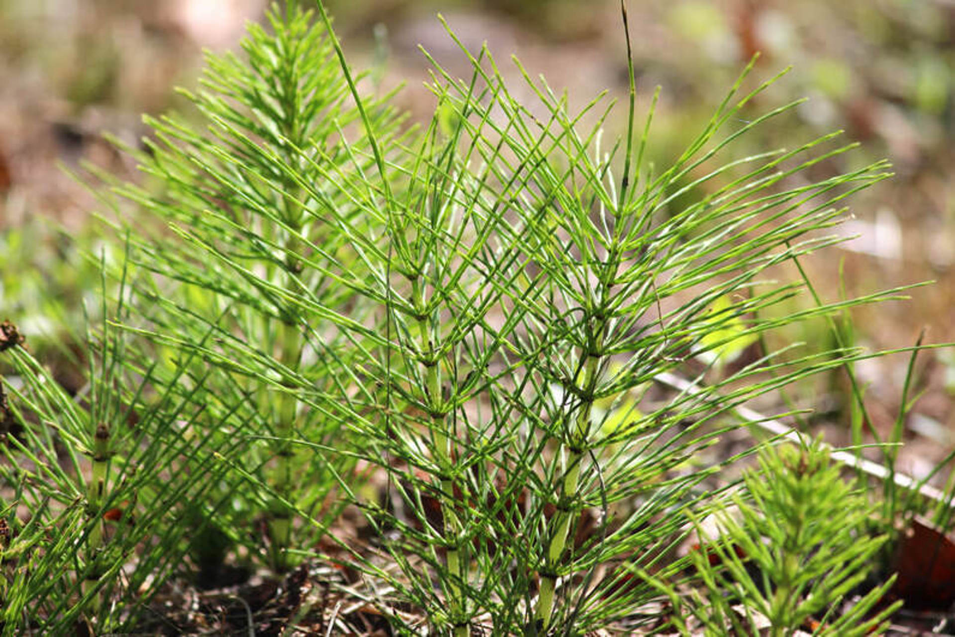 Вся в пыли торчит щетина придорожного хвоща. Шишки хвоща полевого. Самые красивые фото хвоща. Хвощ полевой. Стробил хвоща.