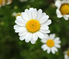 Papatyanın Faydaları Nelerdir?