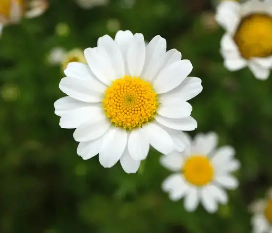 Papatyanın Faydaları Nelerdir?