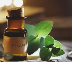 Okaliptus Nedir? Okaliptus Yağı Faydaları Nelerdir?