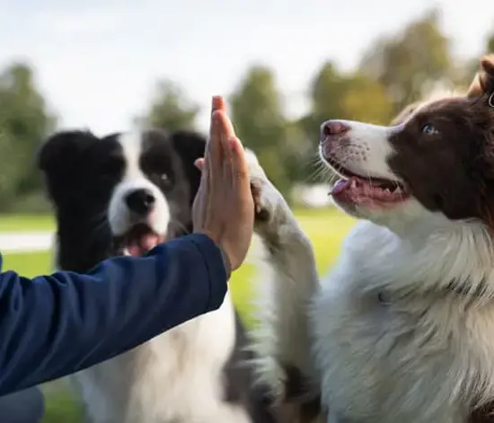 4 Ekim Hayvanları Koruma Gününün Anlam ve Önemi