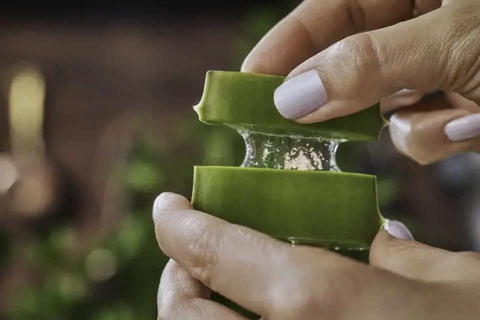 Aloe Vera'nn Faydalar: Aloe Vera ile Sa ve Cilt Bakm...