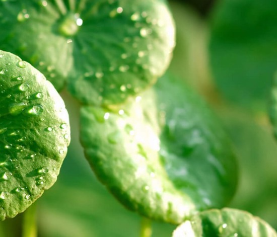 Centella Asiatica nedir? Cilt bakımında ne işe yarar?