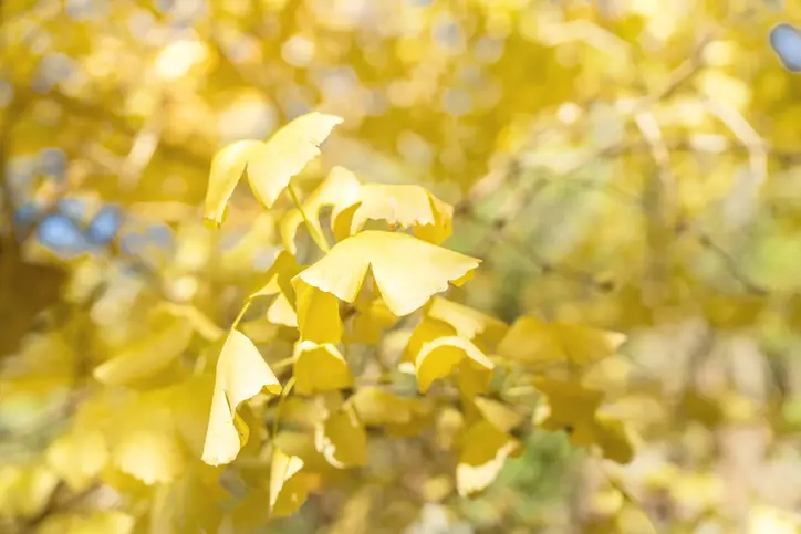 Ginkgo Biloba Ne İşe Yarar?
