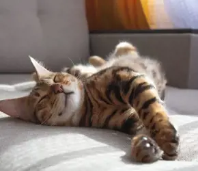 8 Ağustos Uluslararası Kedi Günü